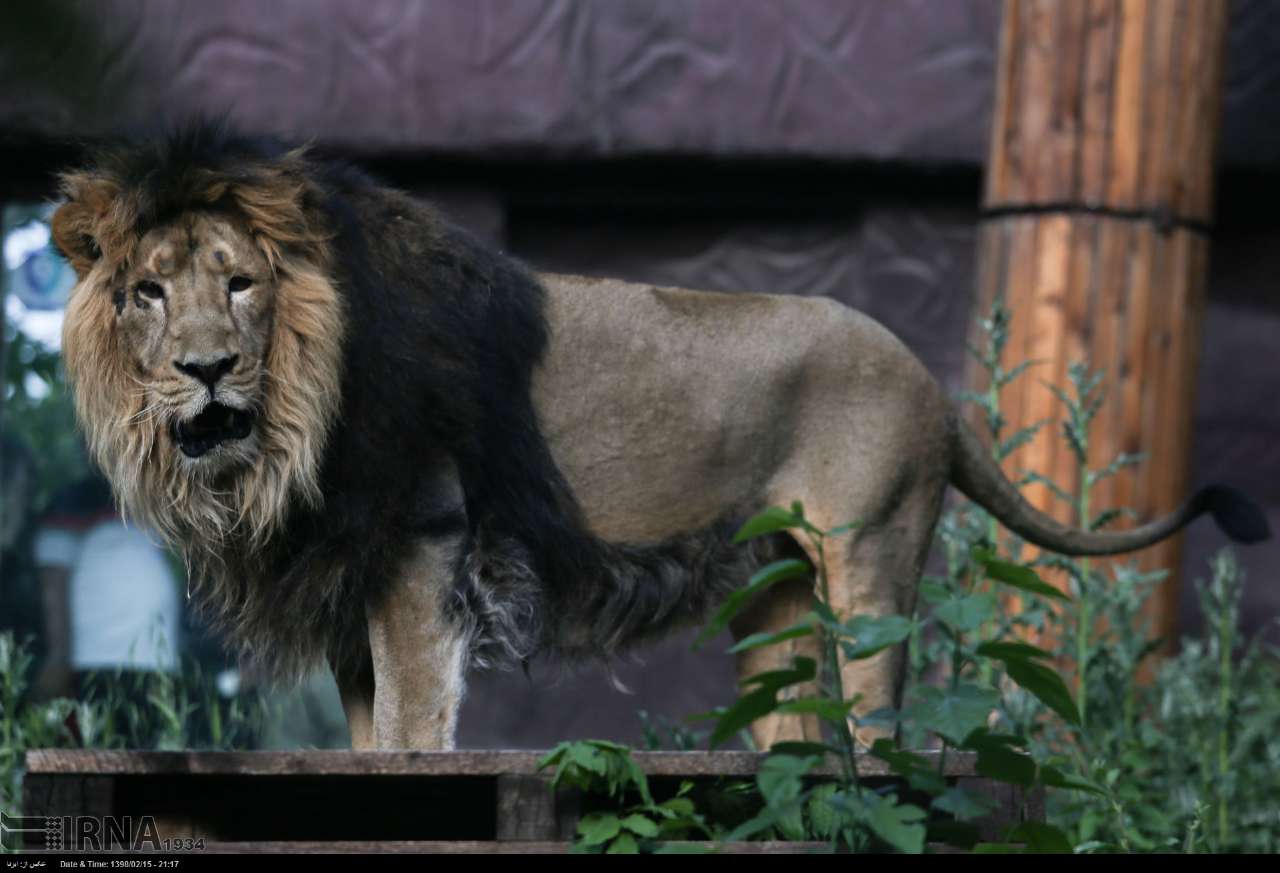 Persian Lion Returns To Iran After Years Persian Lion Returns To Iran After Years