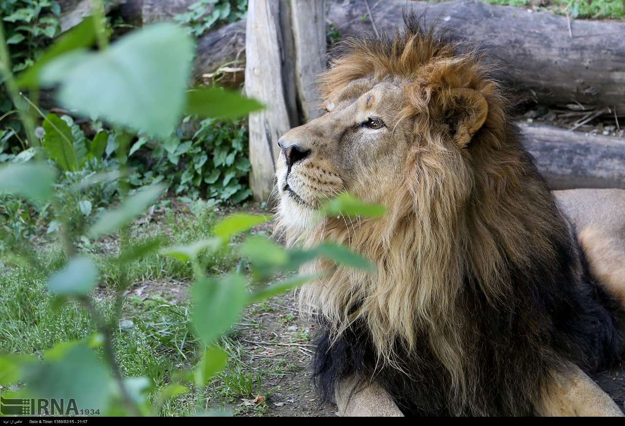 Persian Lion Returns To Iran After Years Persian Lion Returns To Iran After Years