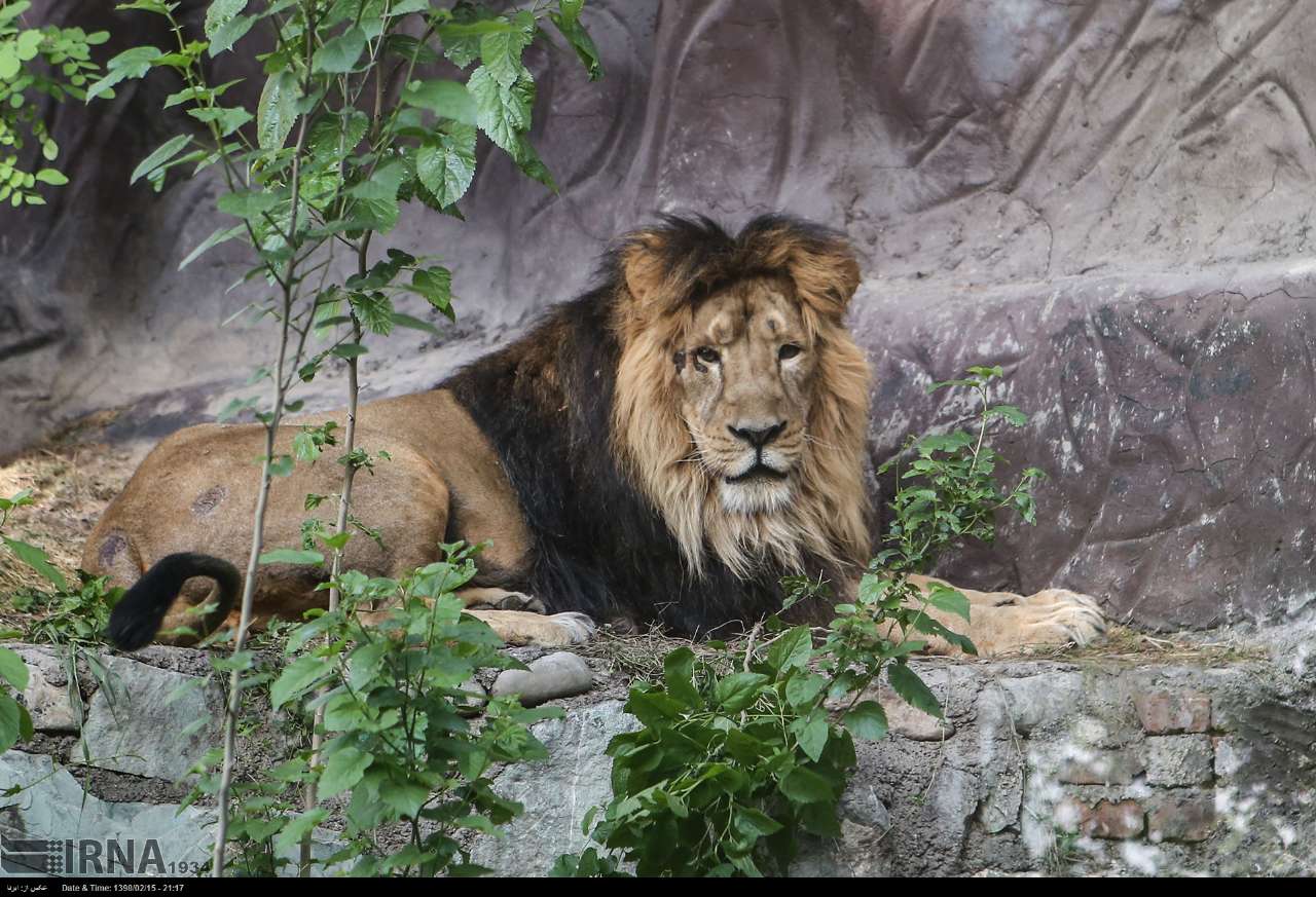 Persian Lion Returns To Iran After Years Persian Lion Returns To Iran After Years