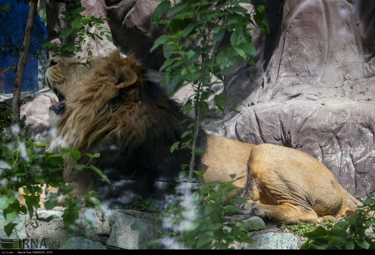 Persian Lion Returns To Iran After Years Persian Lion Returns To Iran After Years