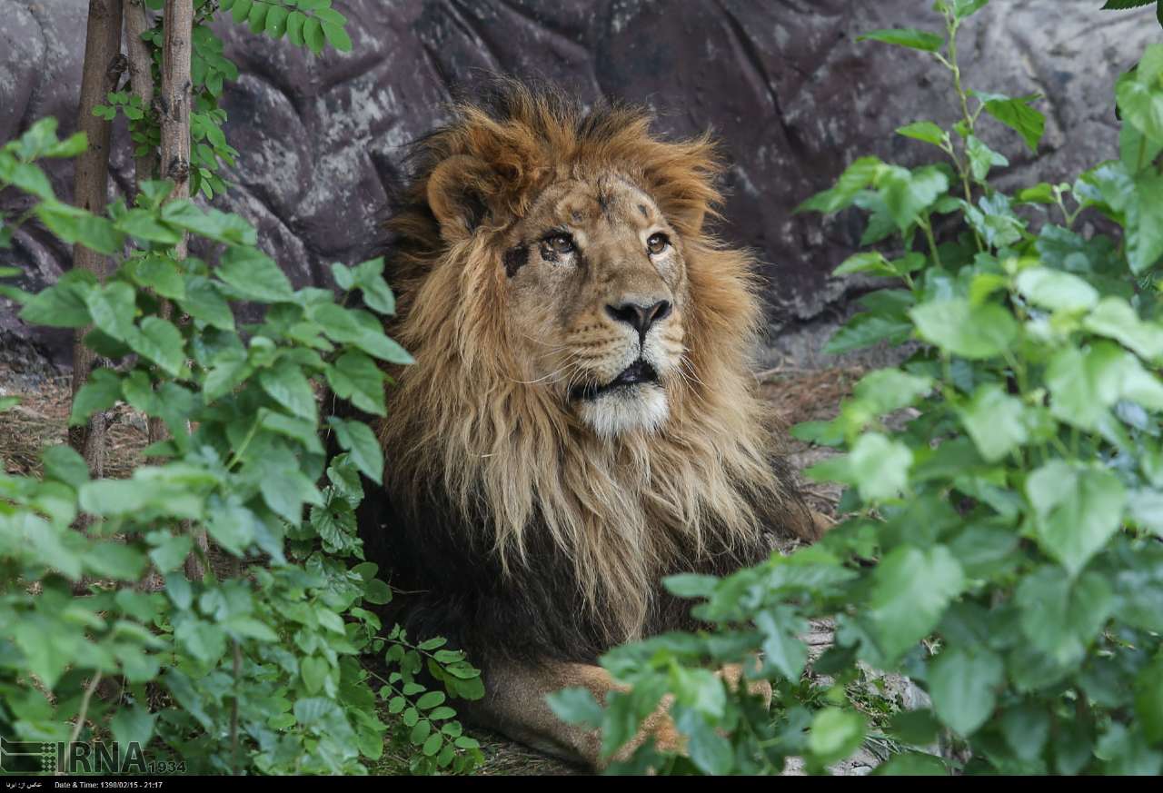 Persian Lion Returns To Iran After Years Persian Lion Returns To Iran After Years