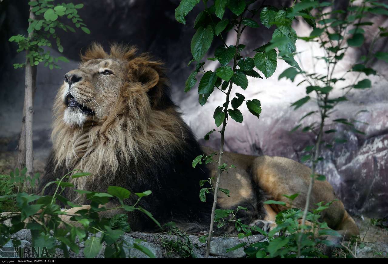 Persian Lion Returns To Iran After Years Persian Lion Returns To Iran After Years