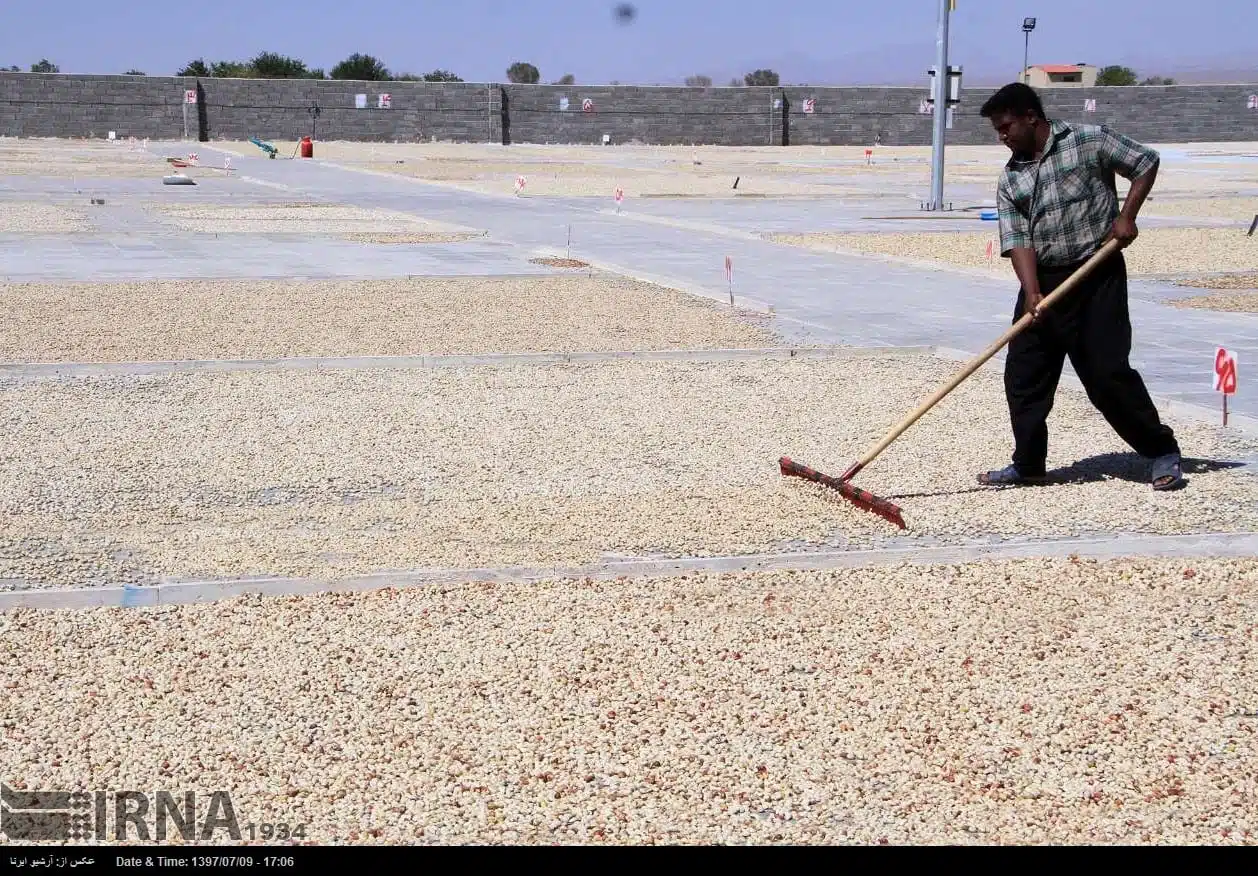 Pistachio harvest in central Iran