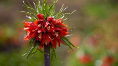 Reverse Tulips – The Beautiful Flower In Central Iran 1 Reverse Tulips The World'S Most Beautiful Tulips