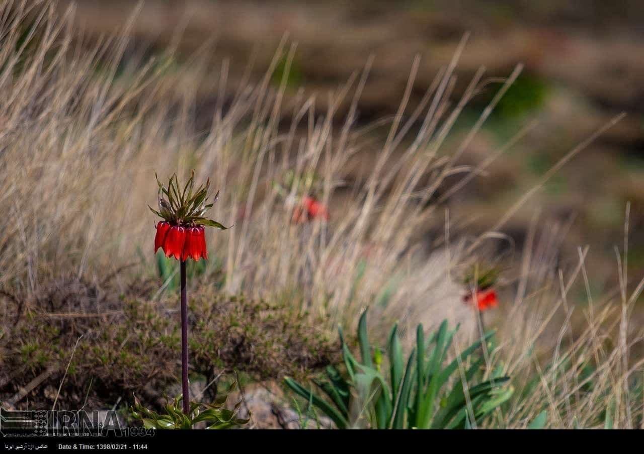 Reverse Tulips Reverse Tulips