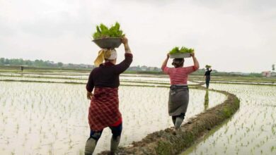 Gilan'S Rice Fields 3 Rice Transplantation In Gilan