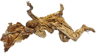 The Saltmen Of Ancient Iran: The Secrets Of 8 Mummies Found 4 Salt Mummy No. , Archaeological Museum Zanjan (Photograph: Deutsches Bergbau Museum). Click To Enlarge.