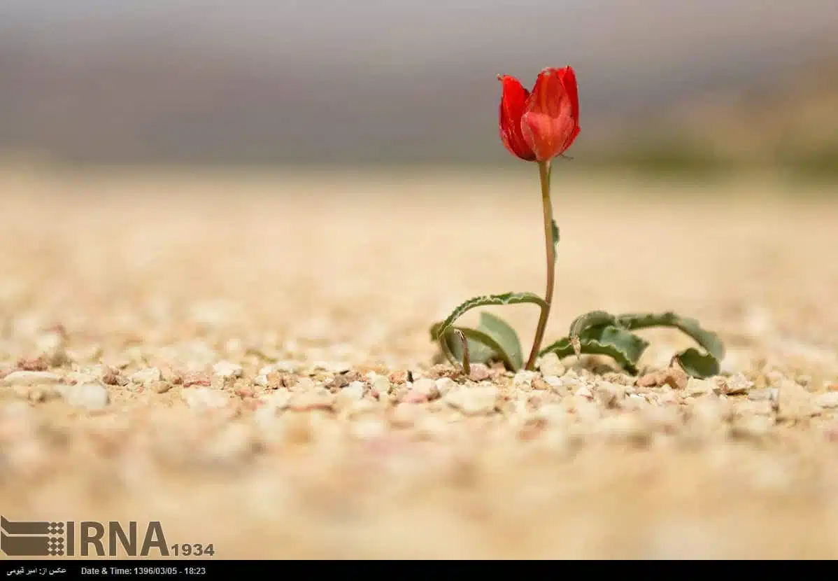 Spring in Iran