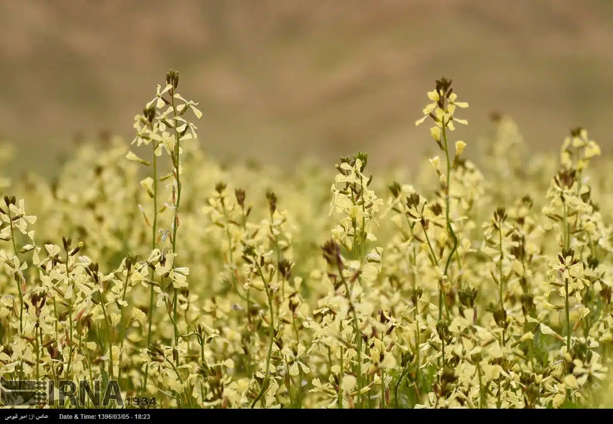Spring in Iran