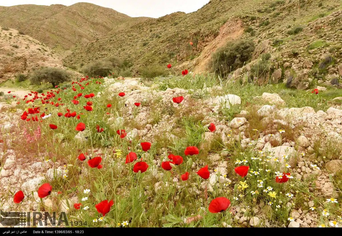 Spring in Iran
