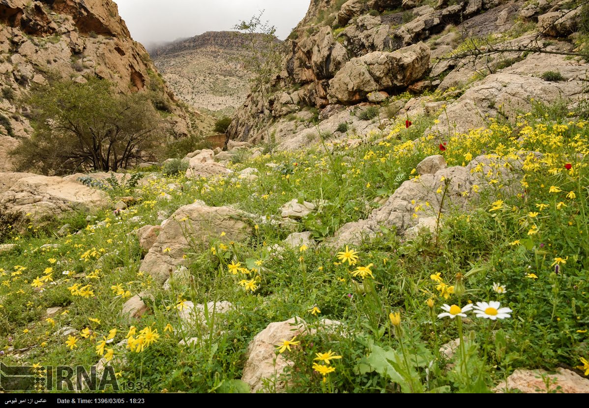 Spring Nature Of Fars Province Spring Nature Of Fars Province