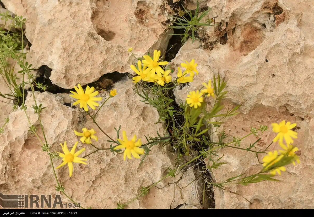 Nature of Fars