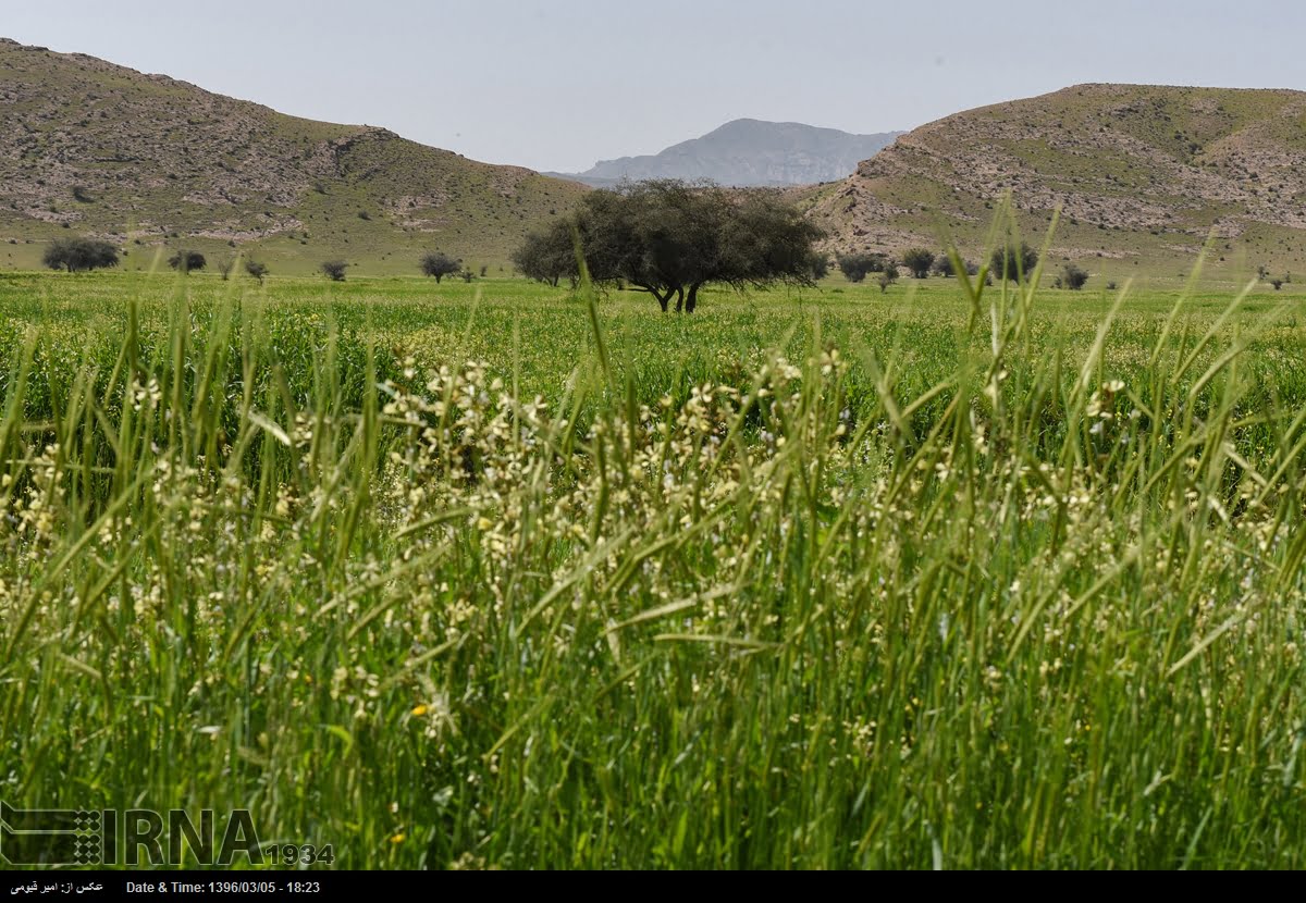 Spring Nature Of Fars Province Spring Nature Of Fars Province