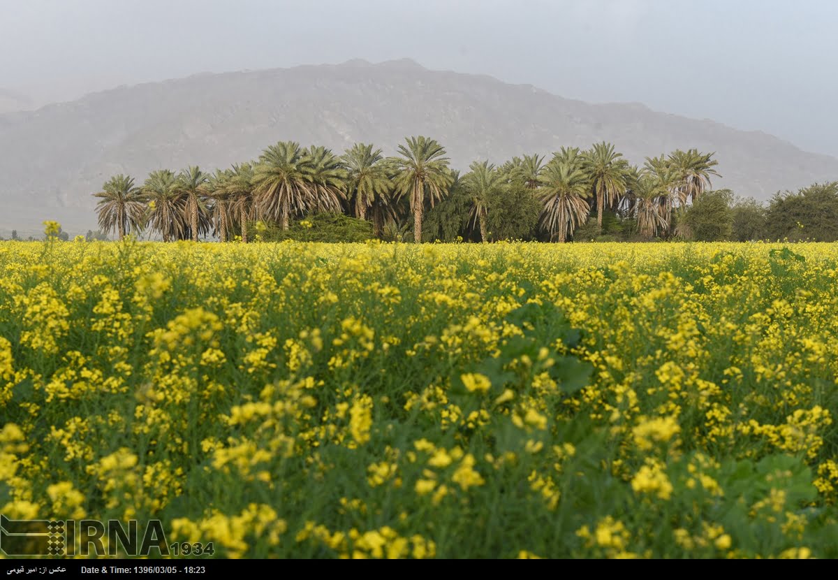 Spring Nature Of Fars Province Spring Nature Of Fars Province