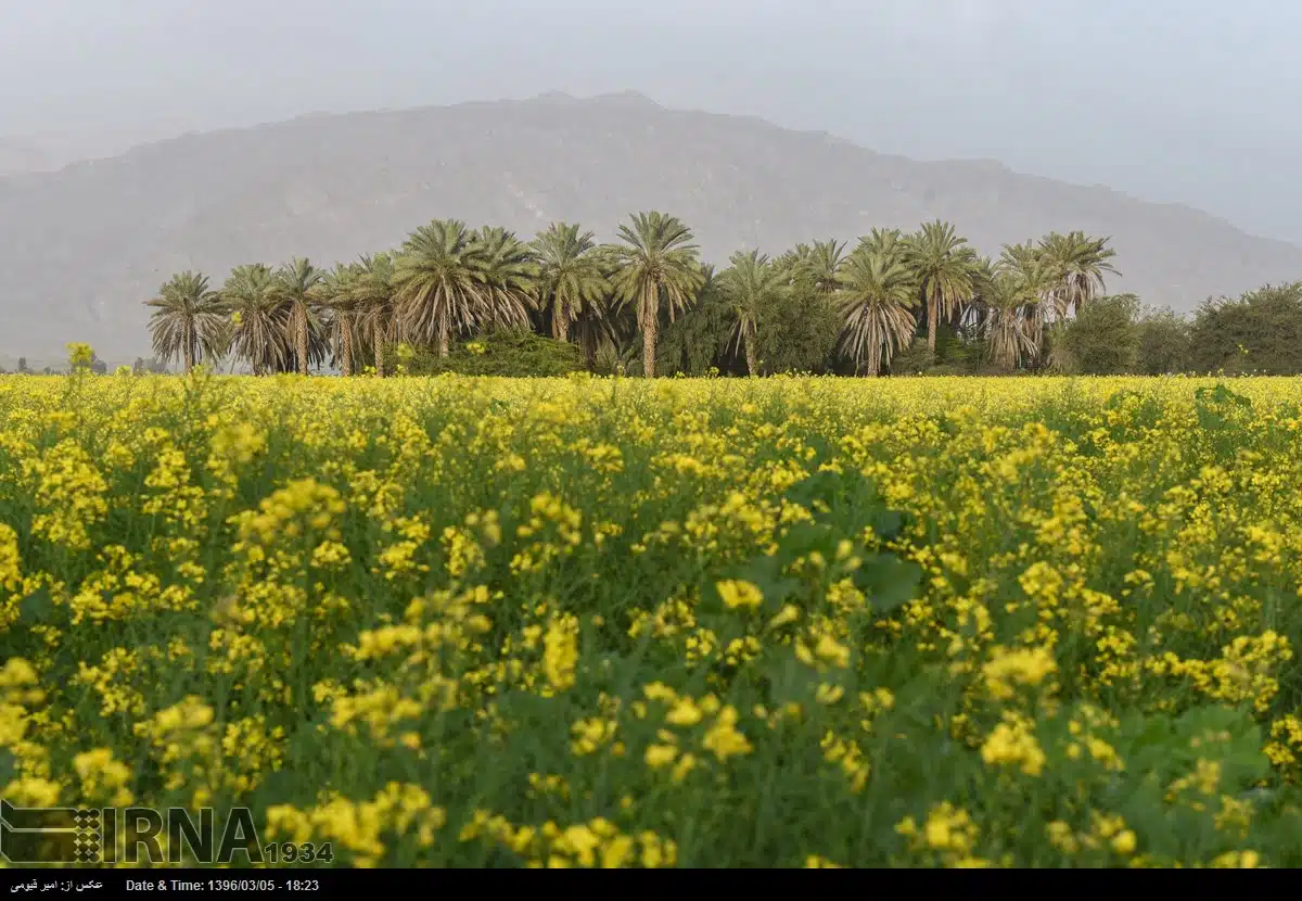 Spring in Iran