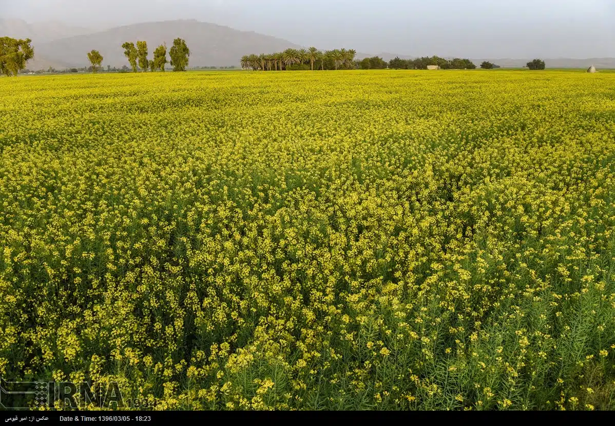 Spring in Iran