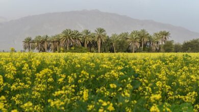 Fars Province Awakens: Spring'S Blooming Wonders In Iran 5 Spring Nature Of Fars Province