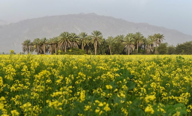 Fars Province Awakens: Spring'S Blooming Wonders In Iran 1 Spring Nature Of Fars Province