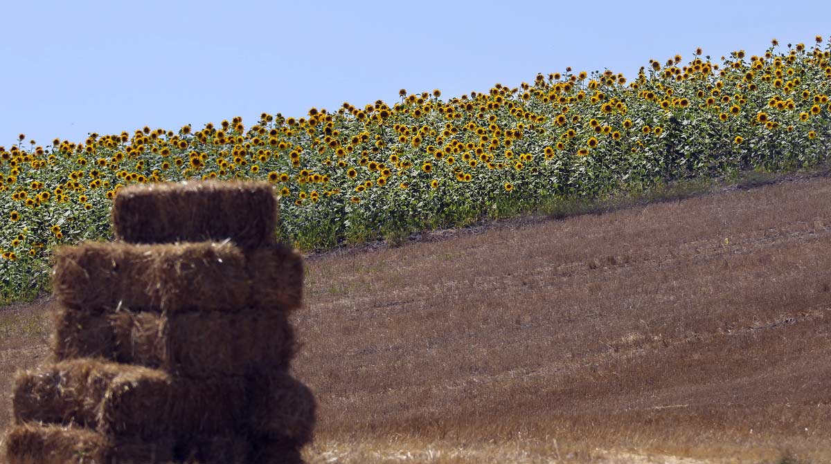 Sunflower Fields In Bloom In Golestan, Iran Sunflower Fields In Bloom In Golestan, Iran