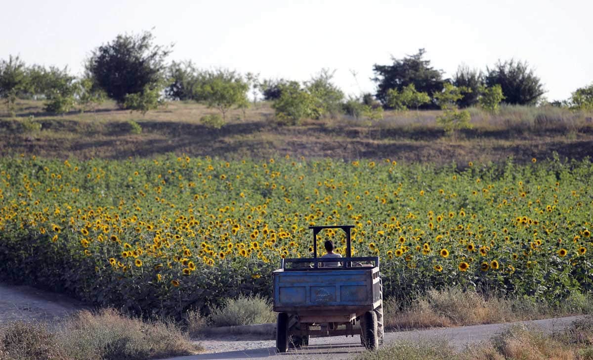 Sunflower Fields In Bloom In Golestan, Iran Sunflower Fields In Bloom In Golestan, Iran