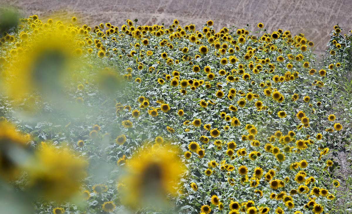Sunflower Fields In Bloom In Golestan, Iran Sunflower Fields In Bloom In Golestan, Iran