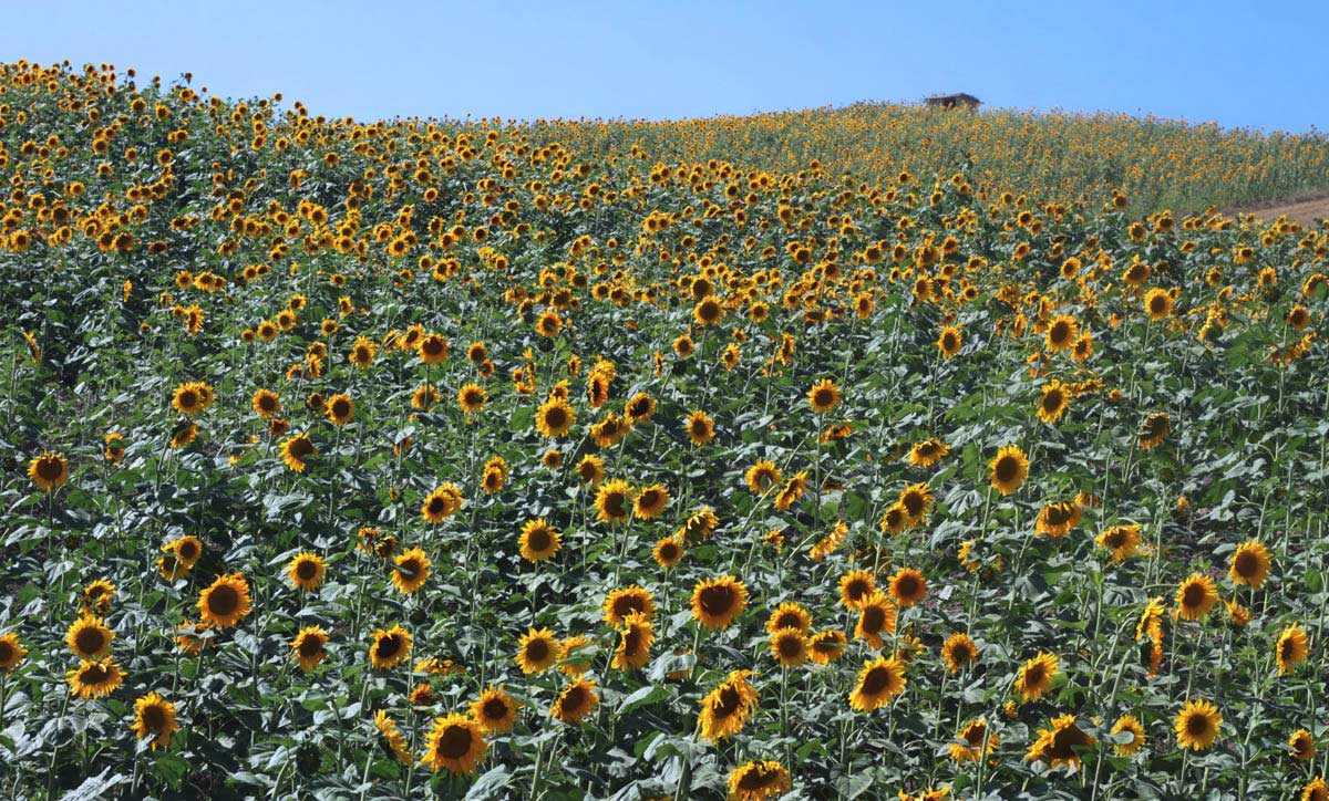 Sunflower Fields In Bloom In Golestan, Iran Sunflower Fields In Bloom In Golestan, Iran