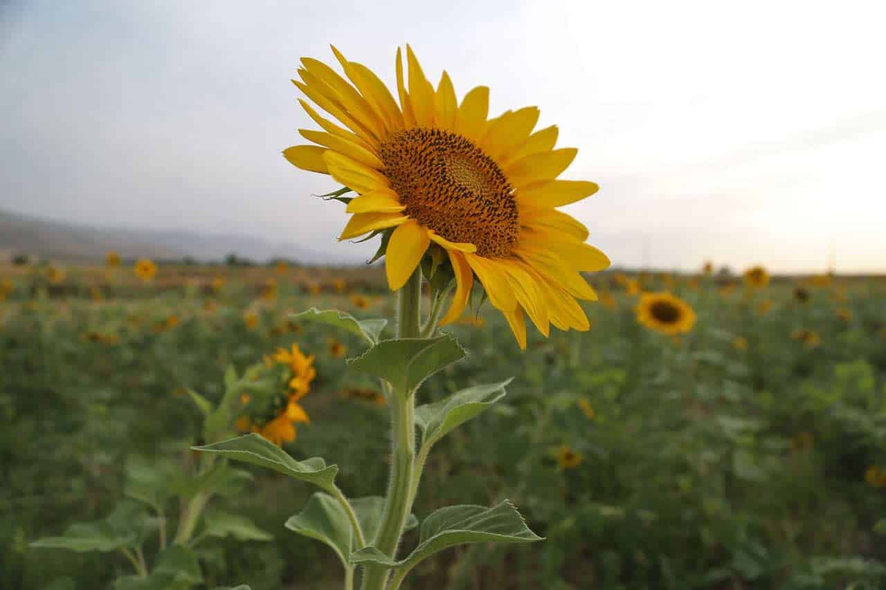 Sunflower Fields In Bloom In Golestan, Iran Sunflower Fields In Bloom In Golestan, Iran