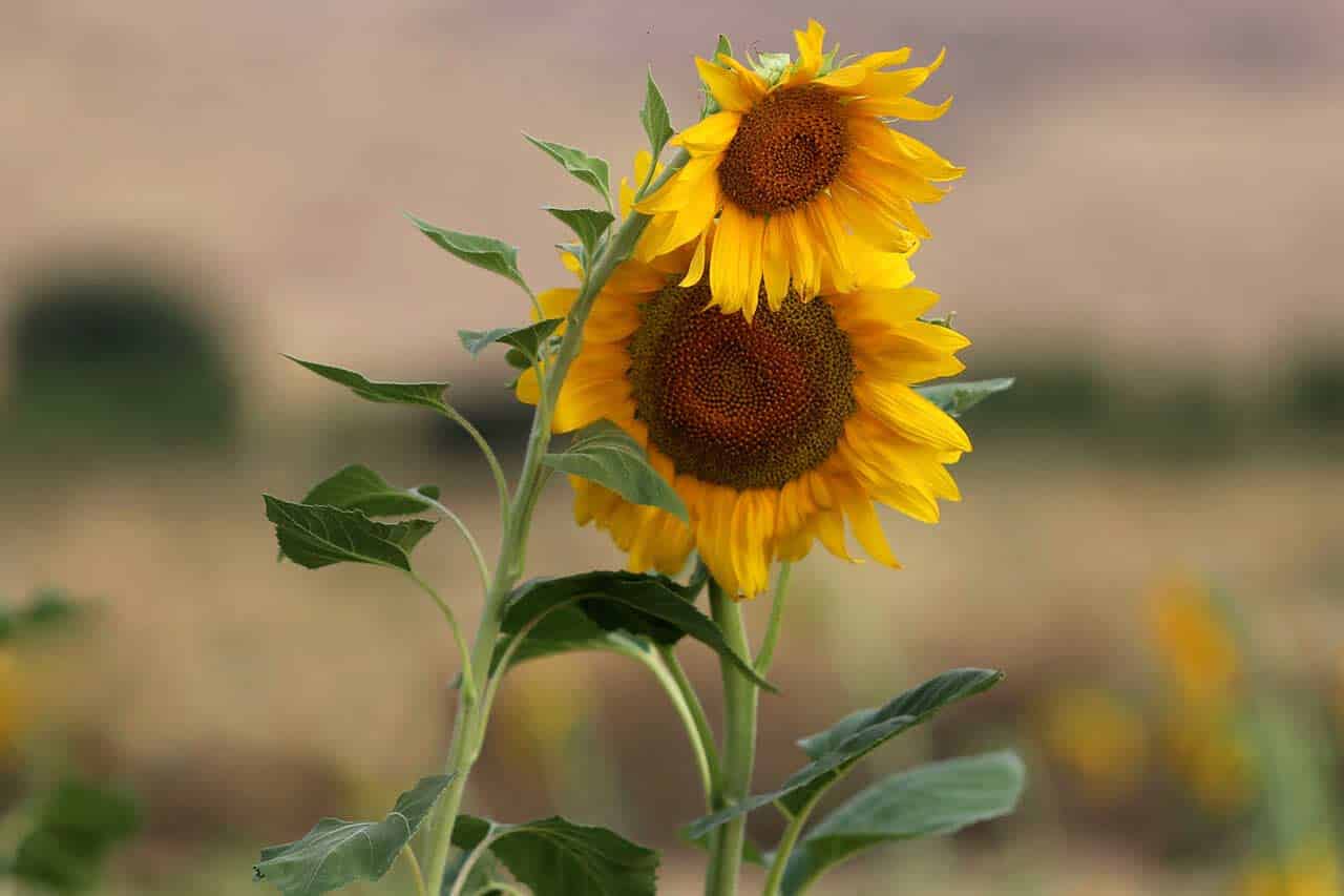 Sunflower Fields In Bloom In Golestan, Iran Sunflower Fields In Bloom In Golestan, Iran