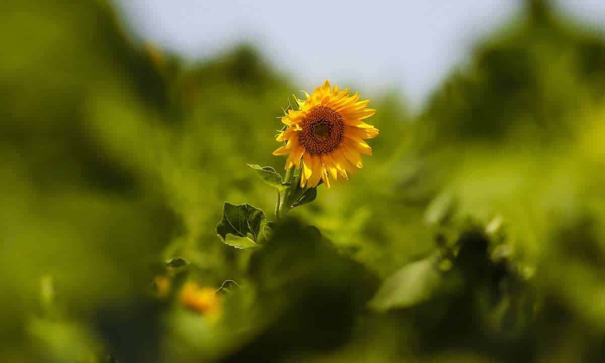 Sunflower Fields In Bloom In Golestan, Iran Sunflower Fields In Bloom In Golestan, Iran