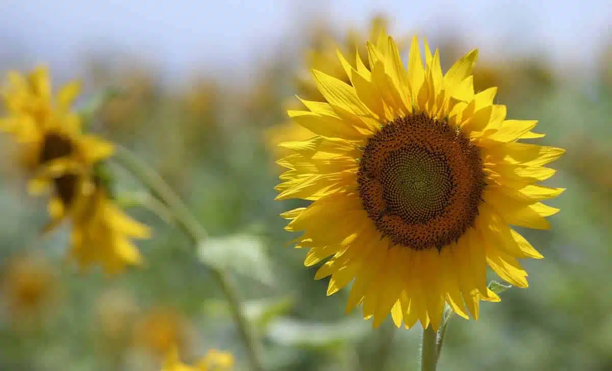 Sunflower fields in bloom in Golestan, Iran
