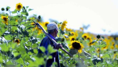 Sunflower Fields In Bloom In Golestan, Iran 6 Sunflower Fields In Bloom In Golestan, Iran