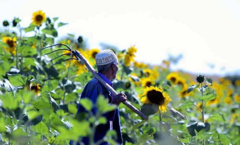 Sunflower Fields In Bloom In Golestan, Iran 1 Sunflower Fields In Bloom In Golestan, Iran