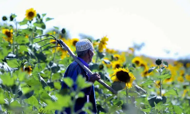 Sunflower fields in bloom in Golestan, Iran