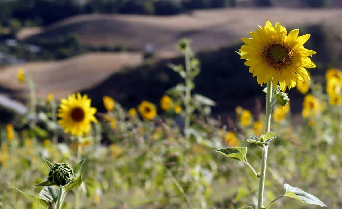 Sunflower Fields In Bloom In Golestan, Iran Sunflower Fields In Bloom In Golestan, Iran