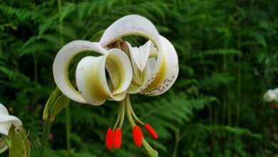 Sousan E Chehel Cheraagh (Lilium Ledebourii)