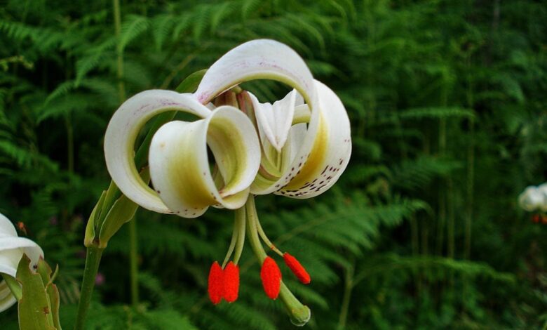 Sousan-E Chehel Cheraagh (Lilium Ledebourii) 1 Sousan E Chehel Cheraagh (Lilium Ledebourii)