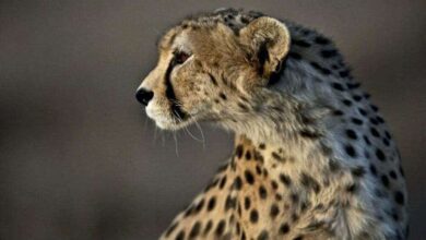 The Festival Of Asiatic Cheetah