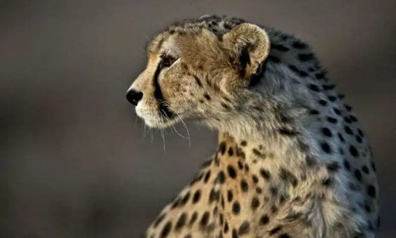 The Festival of Asiatic Cheetah