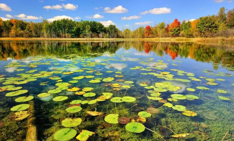 The Wonderland Of Anzali Wetland 1 The Wonderland Of Anzali Wetland F