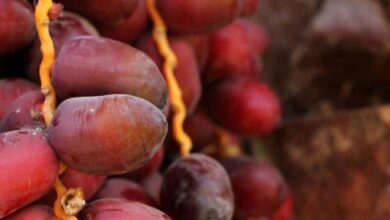 Date Harvest Festival In Iran 9 Khorma Pazan