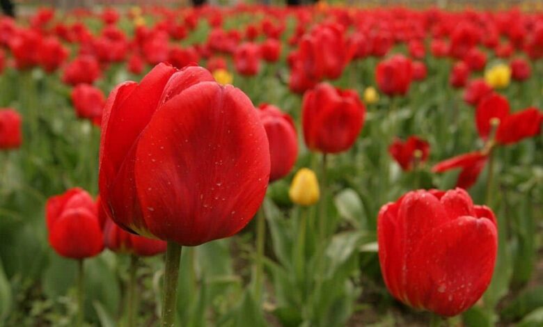 Tulip Festival Gachsar 1 Tulip Festival Gachsar