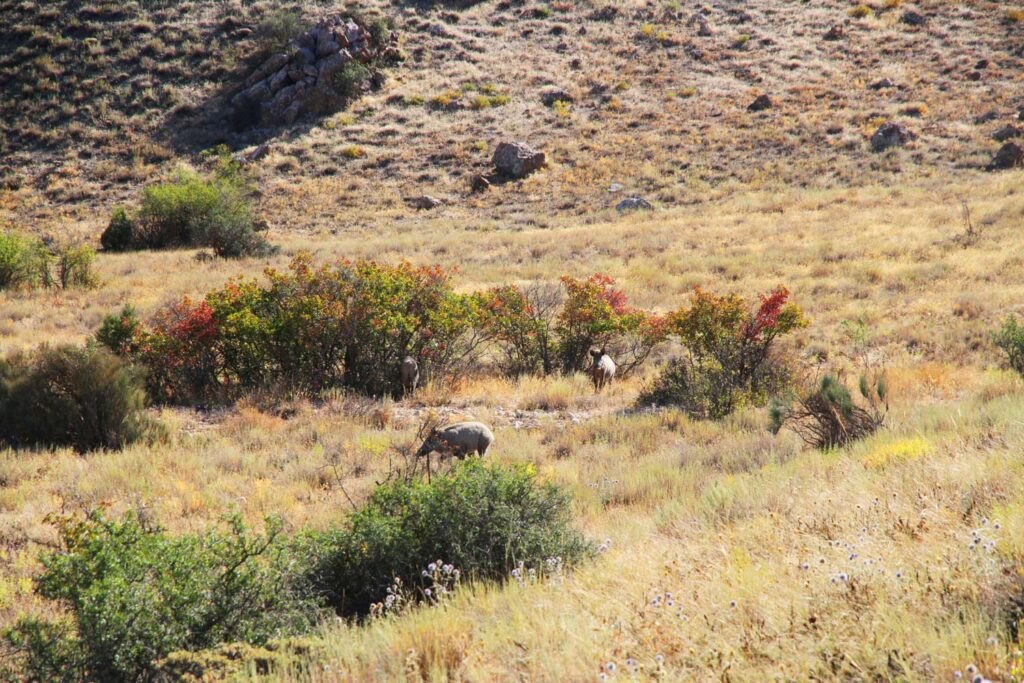 A Swiss Family At The Irans Golestan National Park A Swiss Family At The Irans Golestan National Park