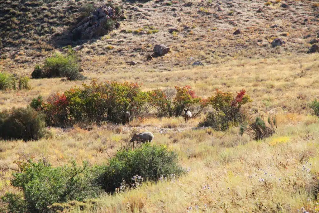 Golestan National Park