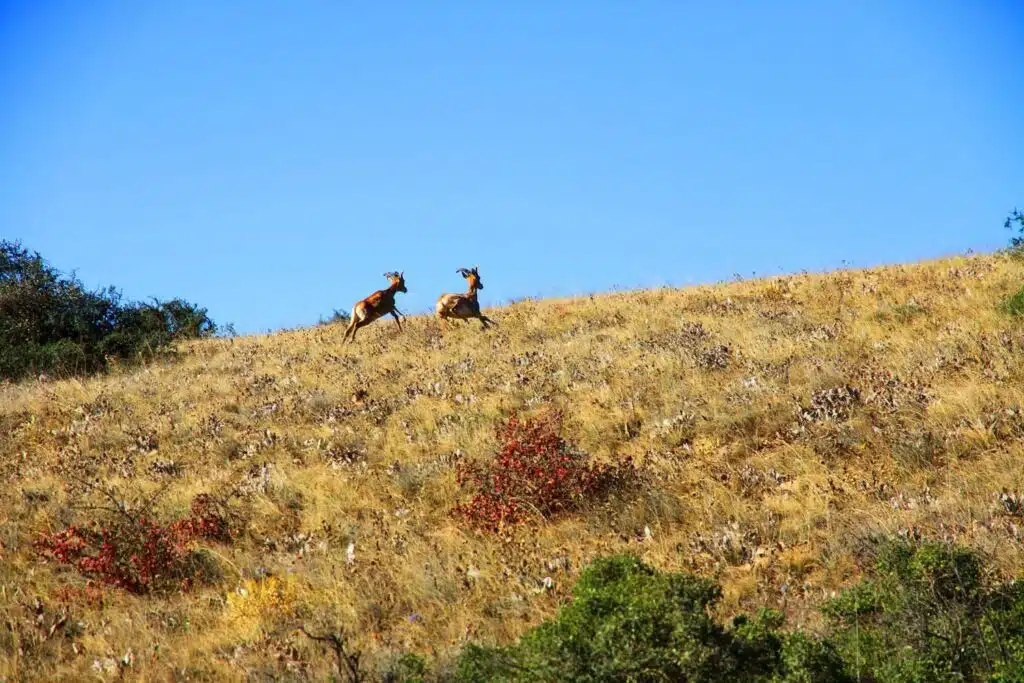Golestan National Park