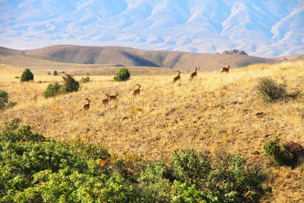 A Swiss Family At The Irans Golestan National Park A Swiss Family At The Irans Golestan National Park