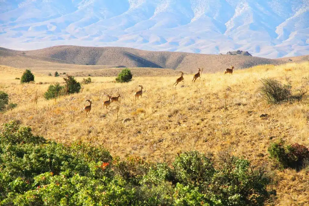 Golestan National Park