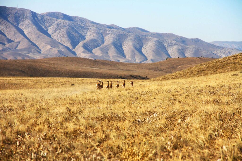 A Swiss Family At The Irans Golestan National Park A Swiss Family At The Irans Golestan National Park