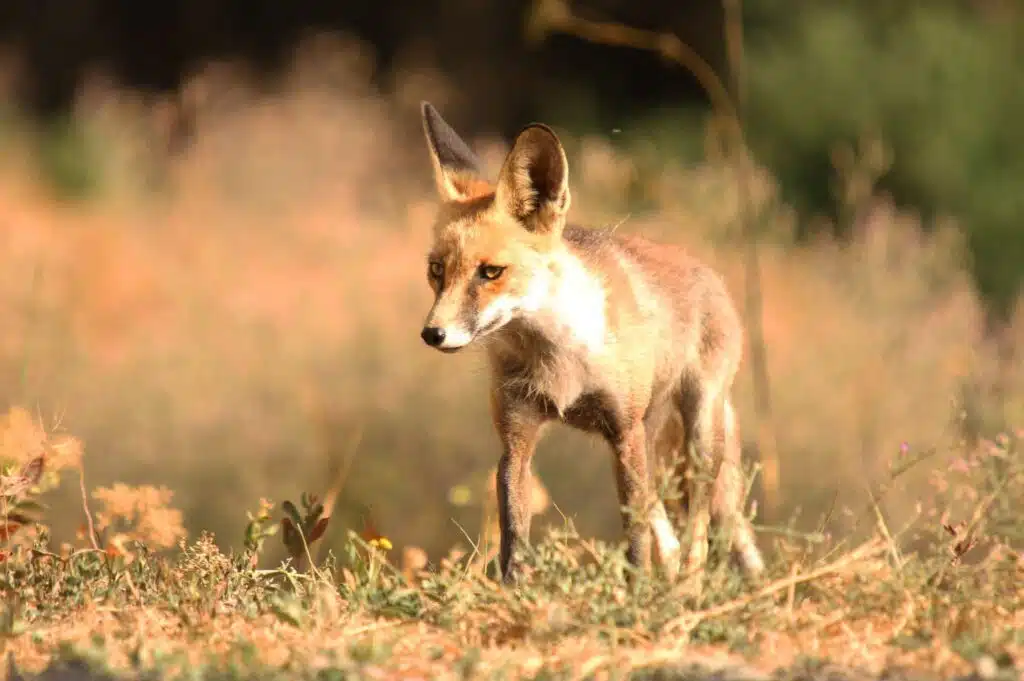 Golestan National Park