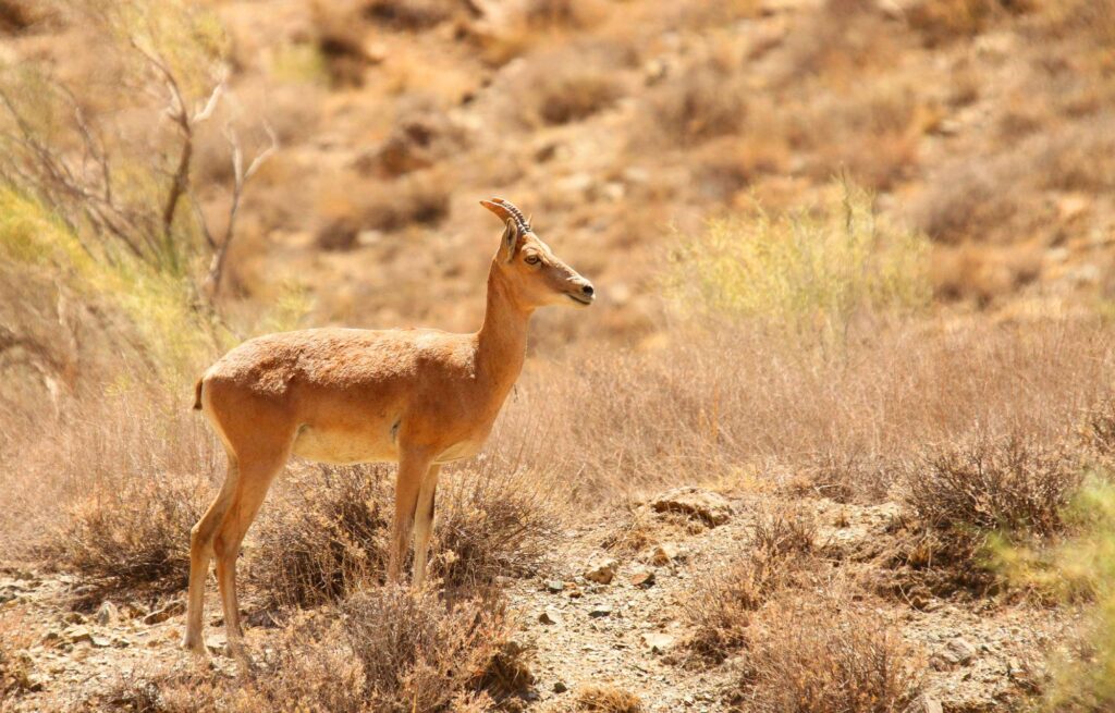 A Swiss Family At The Irans Golestan National Park A Swiss Family At The Irans Golestan National Park
