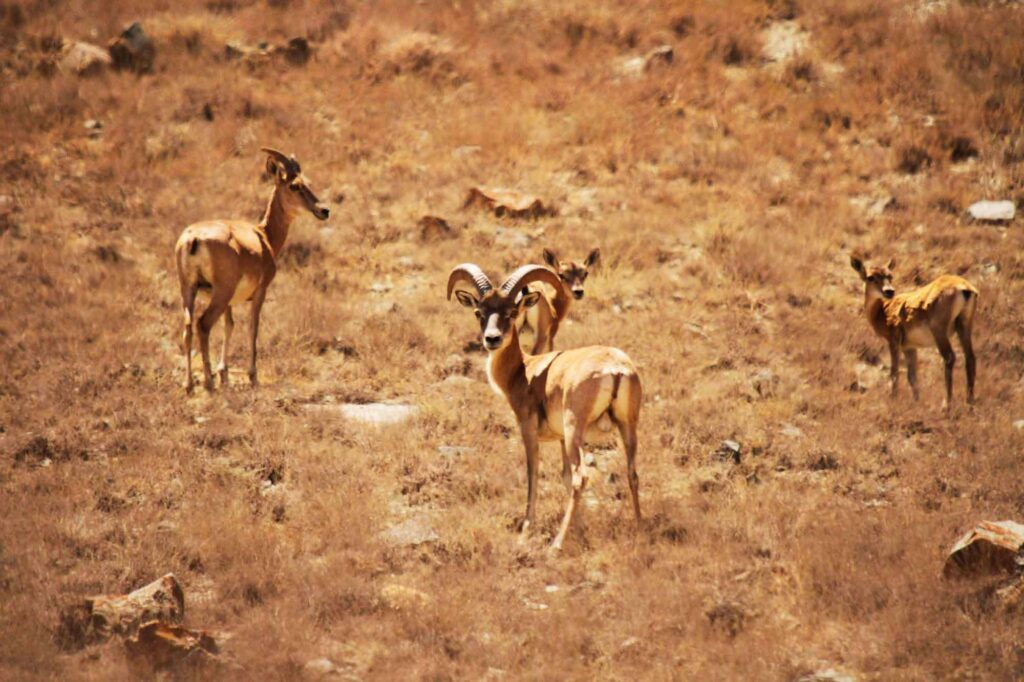 A Swiss Family At The Irans Golestan National Park A Swiss Family At The Irans Golestan National Park
